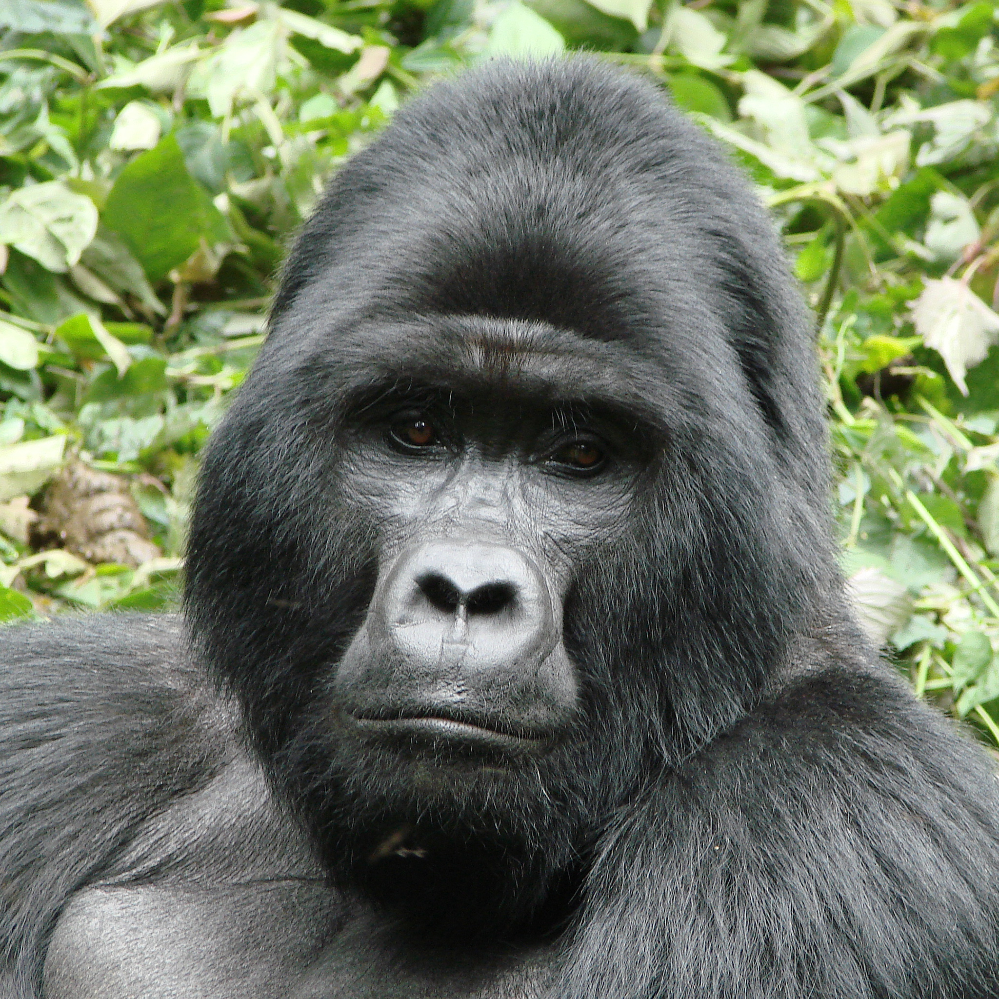 ZEKIEL GORILLA